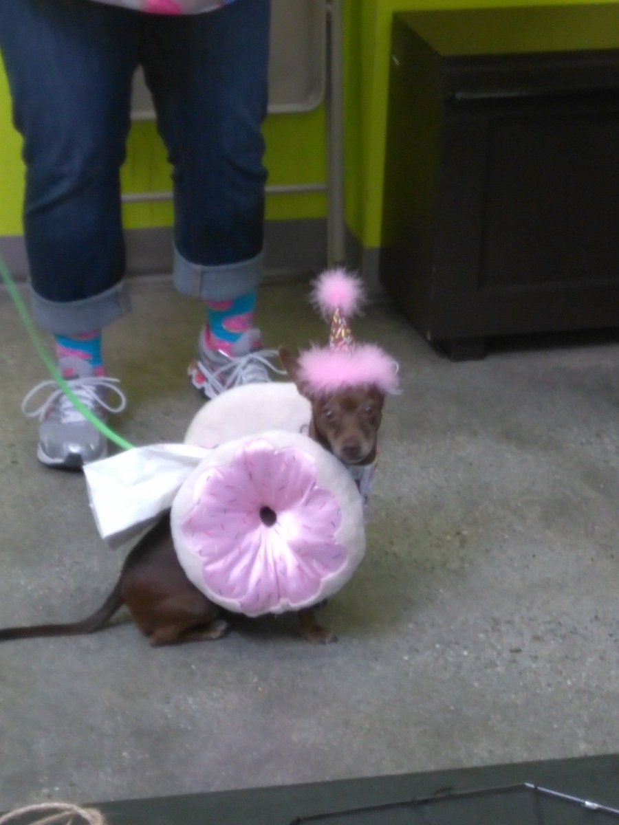 fi5h_eye's tweet photo. @unleashed Charlie the #donutdog https://t.co/Jo0mfPPWN7