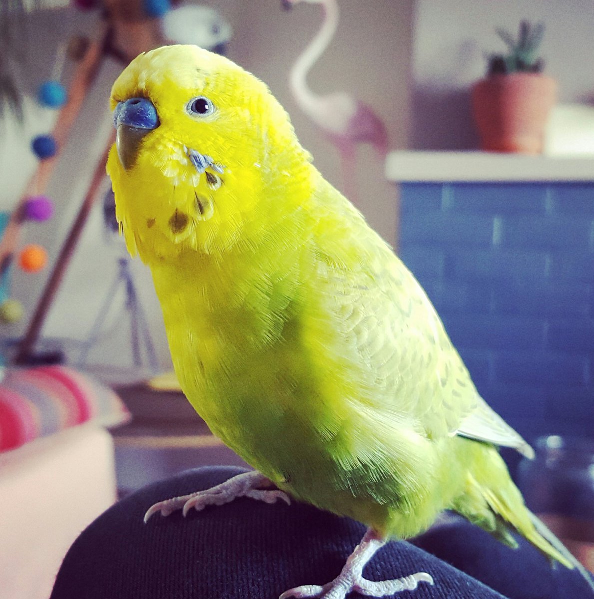DorsetSilverCo's tweet photo. #lostbudgie in #poole #dorset Alder Hills area. Please check your gardens #foundbudgie #lostpets #pleasehelpfindmybudgie https://t.co/OiQGRap7Zx