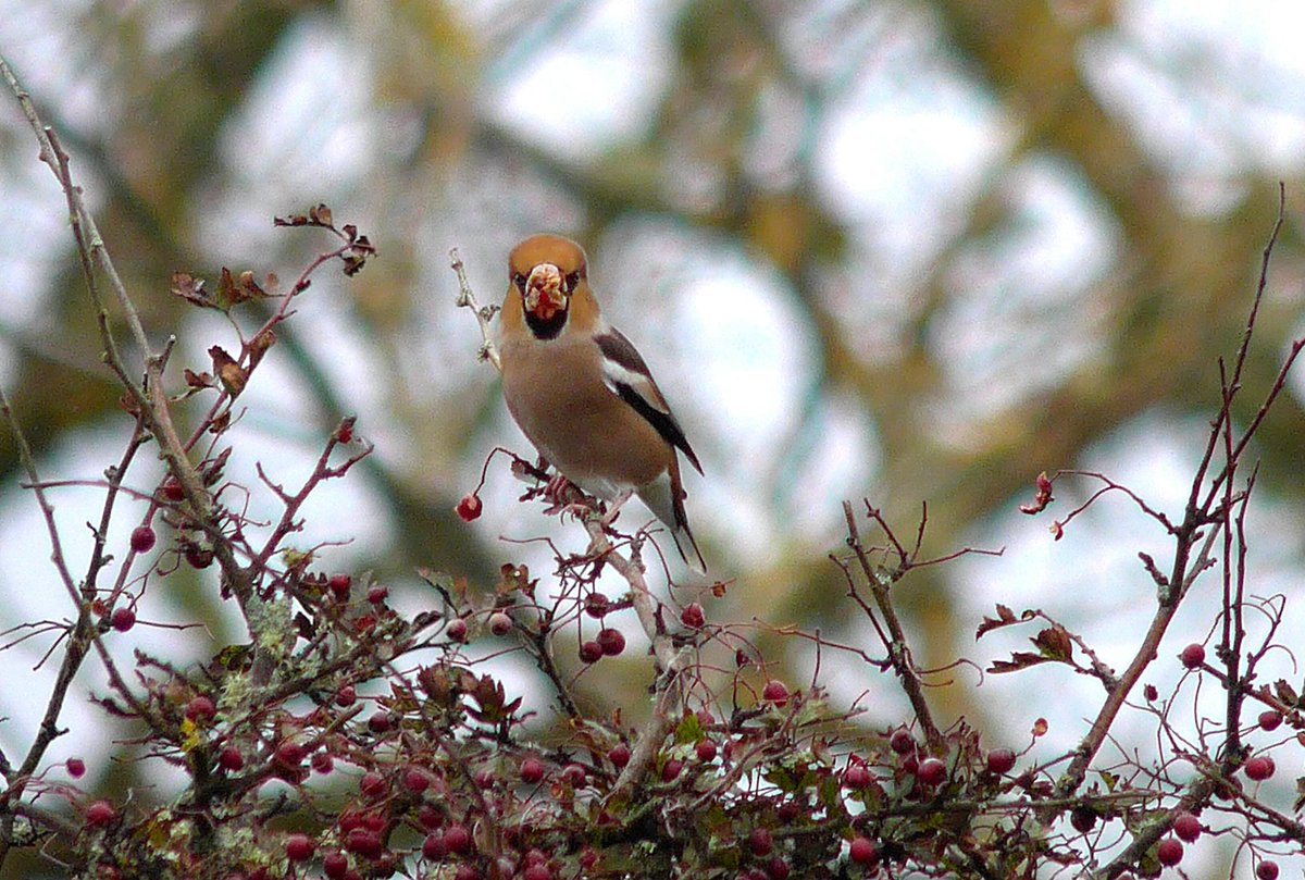 MarkDowie's tweet photo. In amongst the rares today, it was brilliant to be part of a nationwide event - the exceptional influx of Hawfinch. St Mary's #Scilly2017 https://t.co/wvapEyoe3q