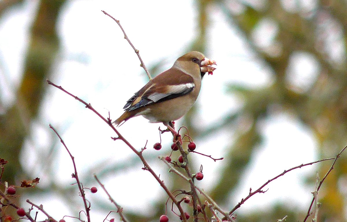 MarkDowie's tweet photo. In amongst the rares today, it was brilliant to be part of a nationwide event - the exceptional influx of Hawfinch. St Mary's #Scilly2017 https://t.co/wvapEyoe3q