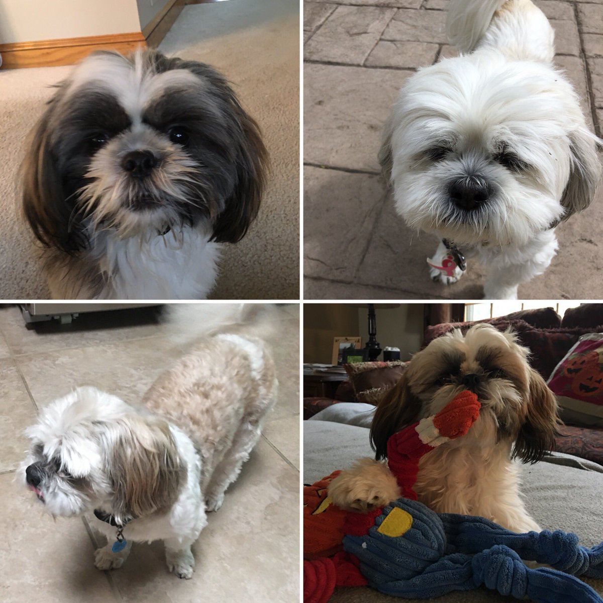 Just FurBabies Pet (jstfurbabies) Twitter