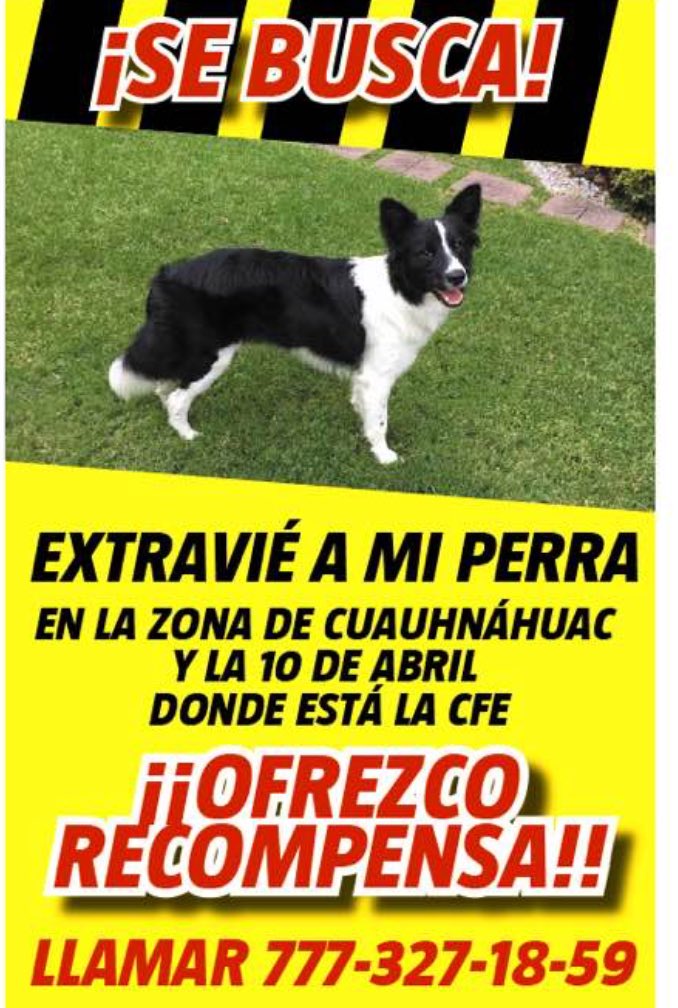ta_tis's tweet photo. @PrrosPerdidosMX  https://t.co/zPnCAqKndl