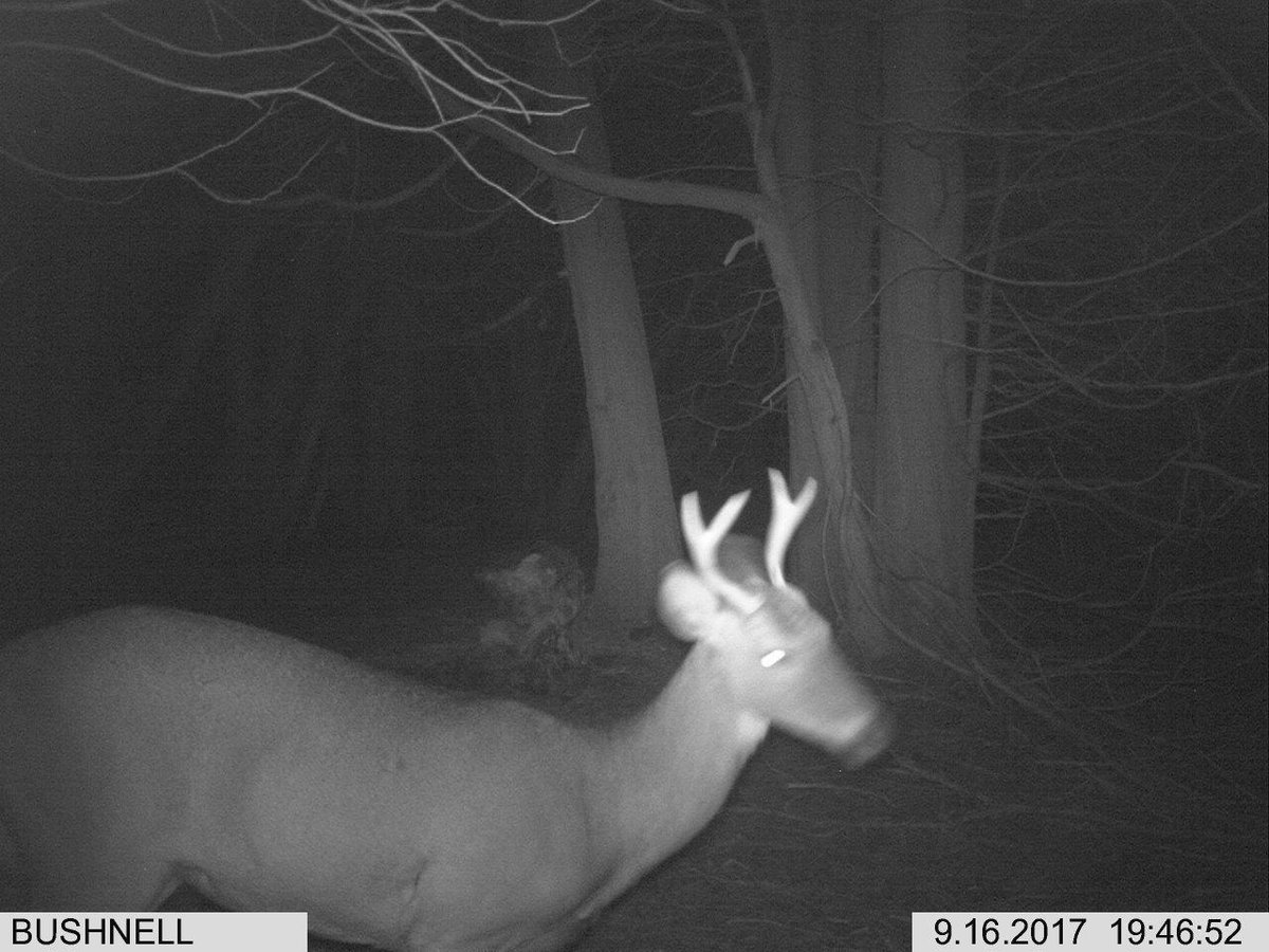 AnglerHunterTV's tweet photo. I started this mineral stump in April with the new #StakD by @RackStackerGuy1 and by Sept it was getting chewed hard by several whitetails including this young fork horn https://t.co/t2eKZb8iiR