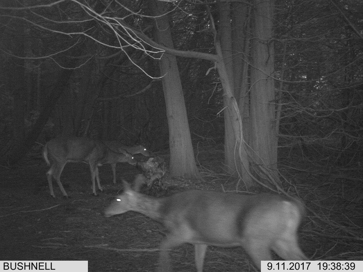 AnglerHunterTV's tweet photo. I started this mineral stump in April with the new #StakD by @RackStackerGuy1 and by Sept it was getting chewed hard by several whitetails including this young fork horn https://t.co/t2eKZb8iiR