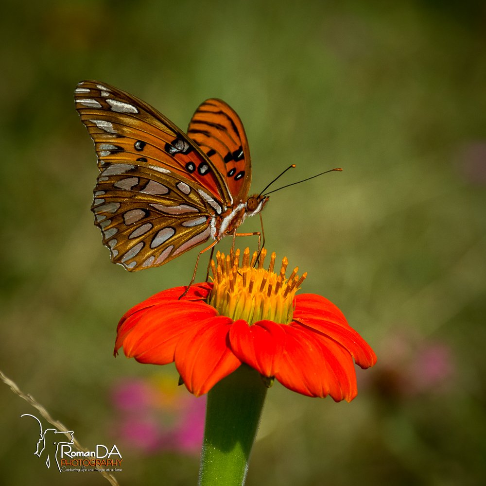 #Butterfly #flower #fall #flowers #nature #photography