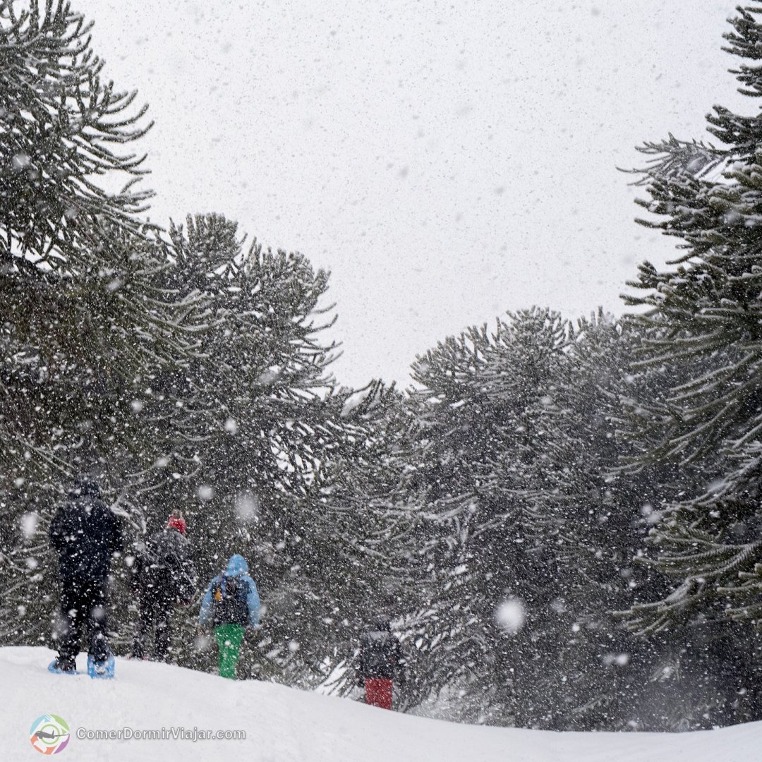 Comer Dormir Viajar tweet media