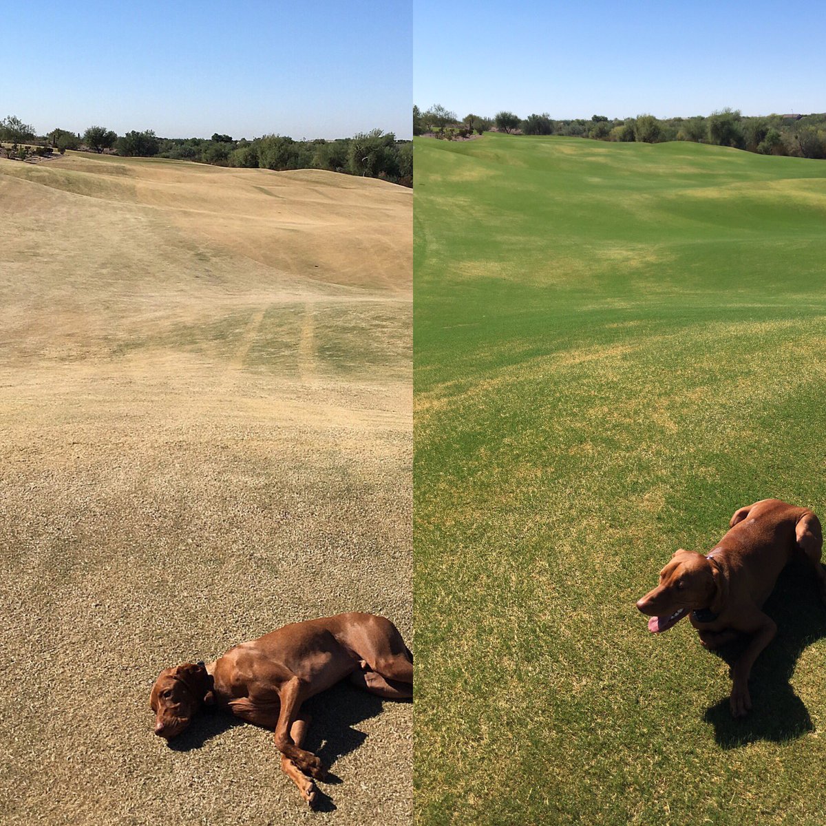 o_hitch29's tweet photo. Day 8 with seed down and water flying๐ฆโณ๏ธ#Overseed2017 #bccturf #golfcoursedog #dogsofturf https://t.co/oFVtYZF2at