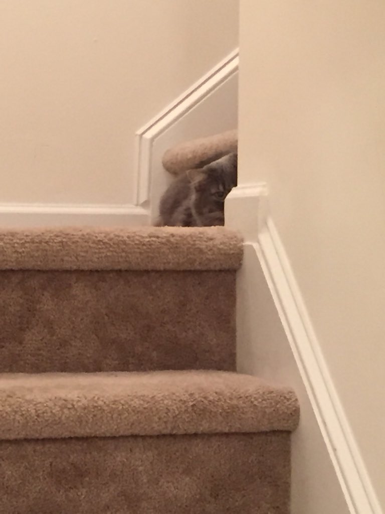 chrispbacon0502's tweet photo. @TheBloggess Here is the #notabobcat in her natural environment waiting for the girl child to turn her back. https://t.co/in1kpXKkTr