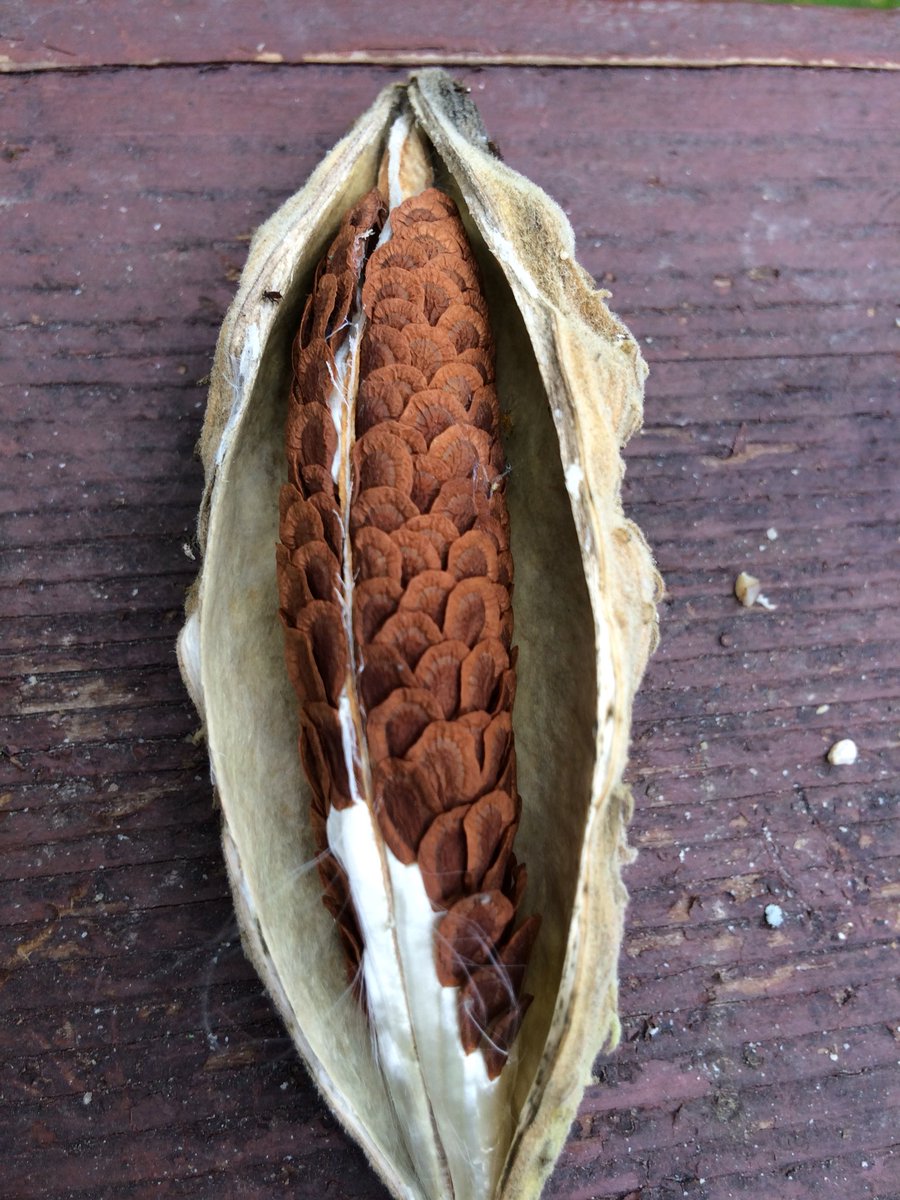 Mission_Monarch's tweet photo. Milkweed harvest is ON here in the northeast!@ForTheMonarchs @NabaButterfly @monarchfrey @MonarchsJV @GrayFeist @NiagaraCCC @NYstateparks https://t.co/a8WTA7k4NZ