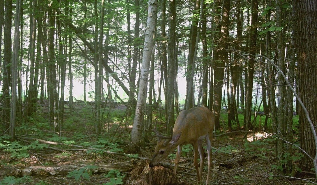AnglerHunterTV's tweet photo. Stak the odds in your favour this Deer season and create a RackStacker mineral site, your freezer will thank you #Blaze #Glory #StakD @RackStackerGuy1 https://t.co/QAB4iqYIt5