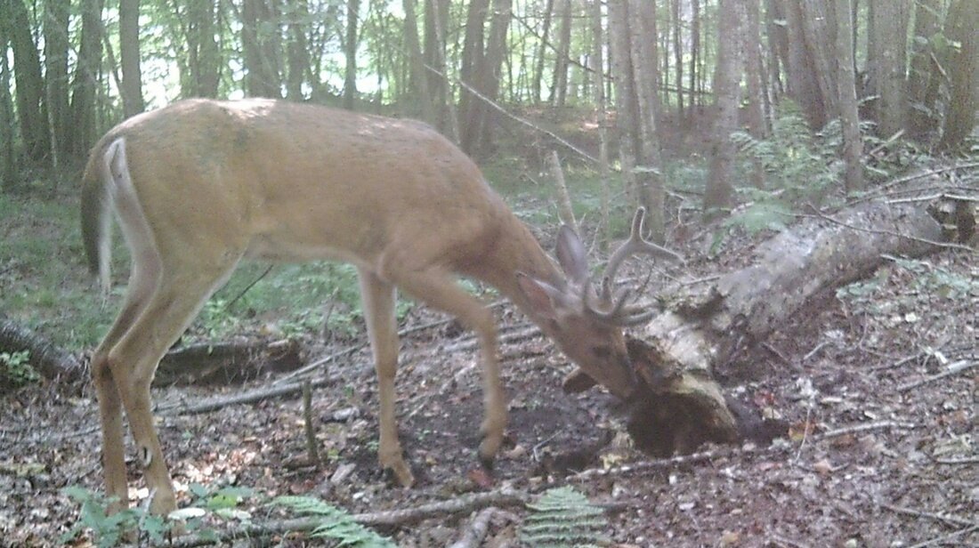 AnglerHunterTV's tweet photo. Stak the odds in your favour this Deer season and create a RackStacker mineral site, your freezer will thank you #Blaze #Glory #StakD @RackStackerGuy1 https://t.co/QAB4iqYIt5