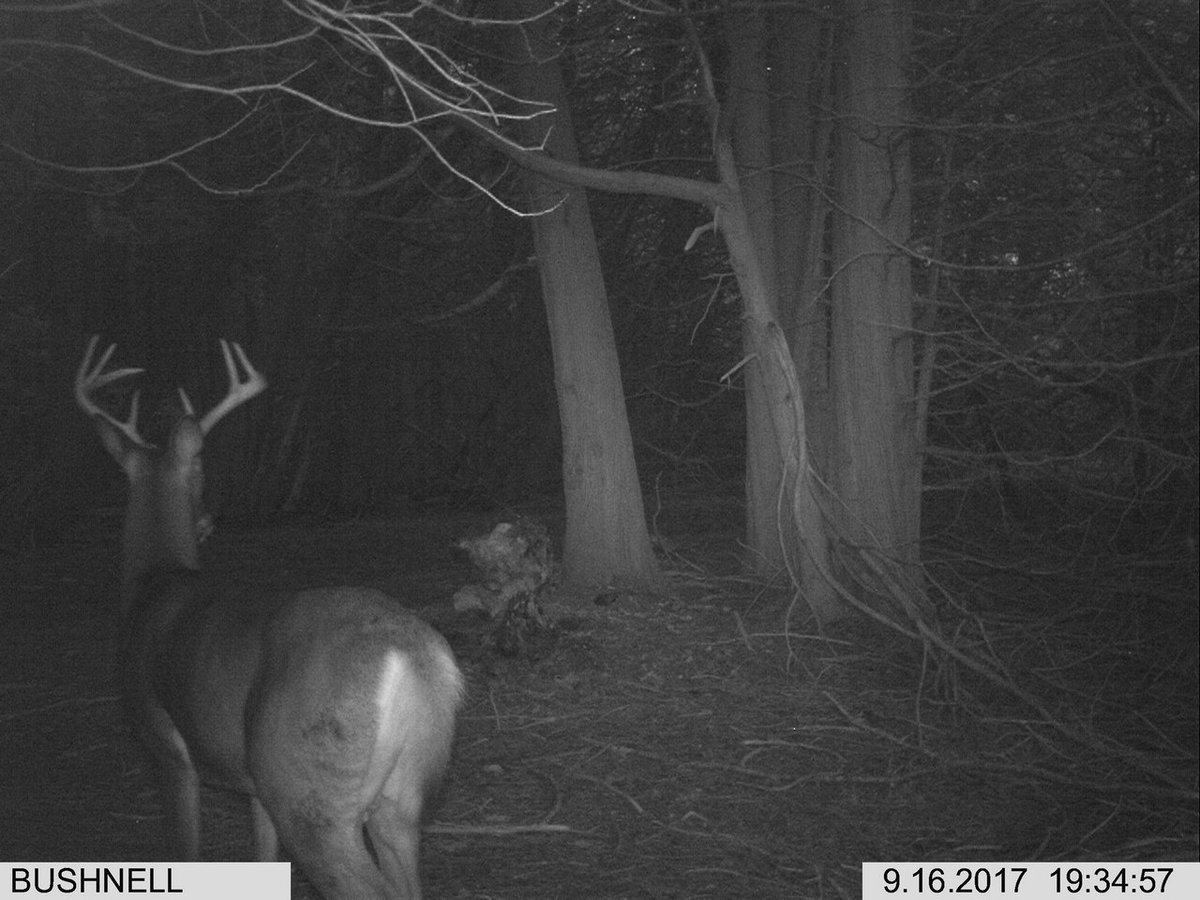 AnglerHunterTV's tweet photo. Stak the odds in your favour this Deer season and create a RackStacker mineral site, your freezer will thank you #Blaze #Glory #StakD @RackStackerGuy1 https://t.co/QAB4iqYIt5