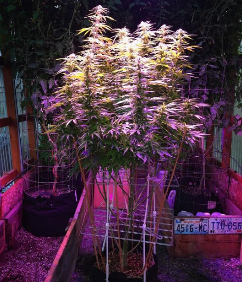 P_SCROG's tweet photo. IG @alaskaautoflower #SuperCaliHaze in 2 screen portable #PSCROG Pro #scrog #scrogcannabis #indoorgrow #maximumyield #sativa #growyourown https://t.co/As5ZZkB8Xh