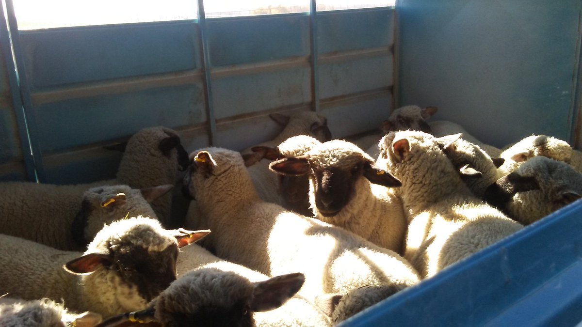 Terry Grajczyk On Twitter Hauled Load Of Larger Feeder Lambs For