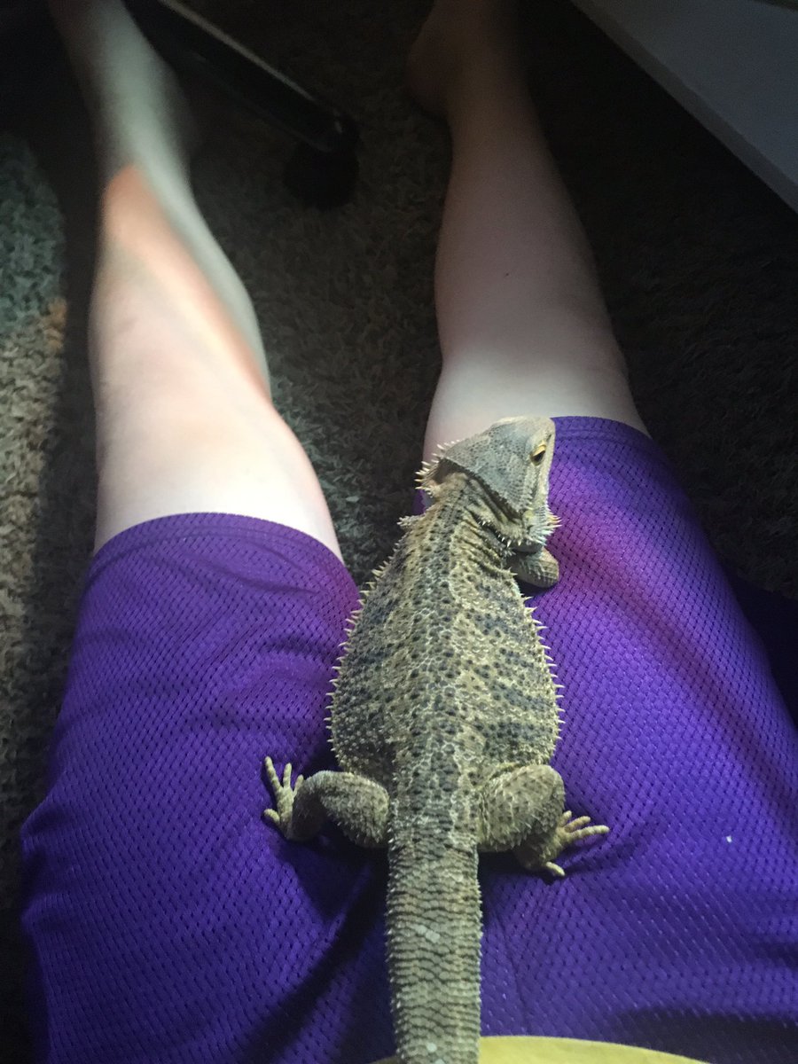 JStraly's tweet photo. Just draining the lizard https://t.co/VHmh8J7rZi