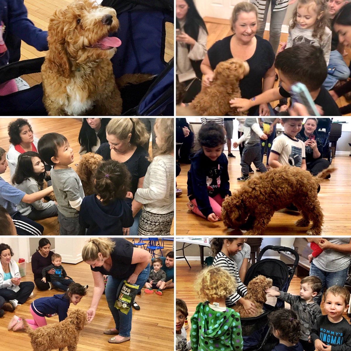 bridgingkids's tweet photo. Today we learned about therapy dogs! Special thanks to puppy Harry &amp; Eileen from Labradoodles of LI! @GlenwoodLifeGLC https://t.co/yUMAriDFah