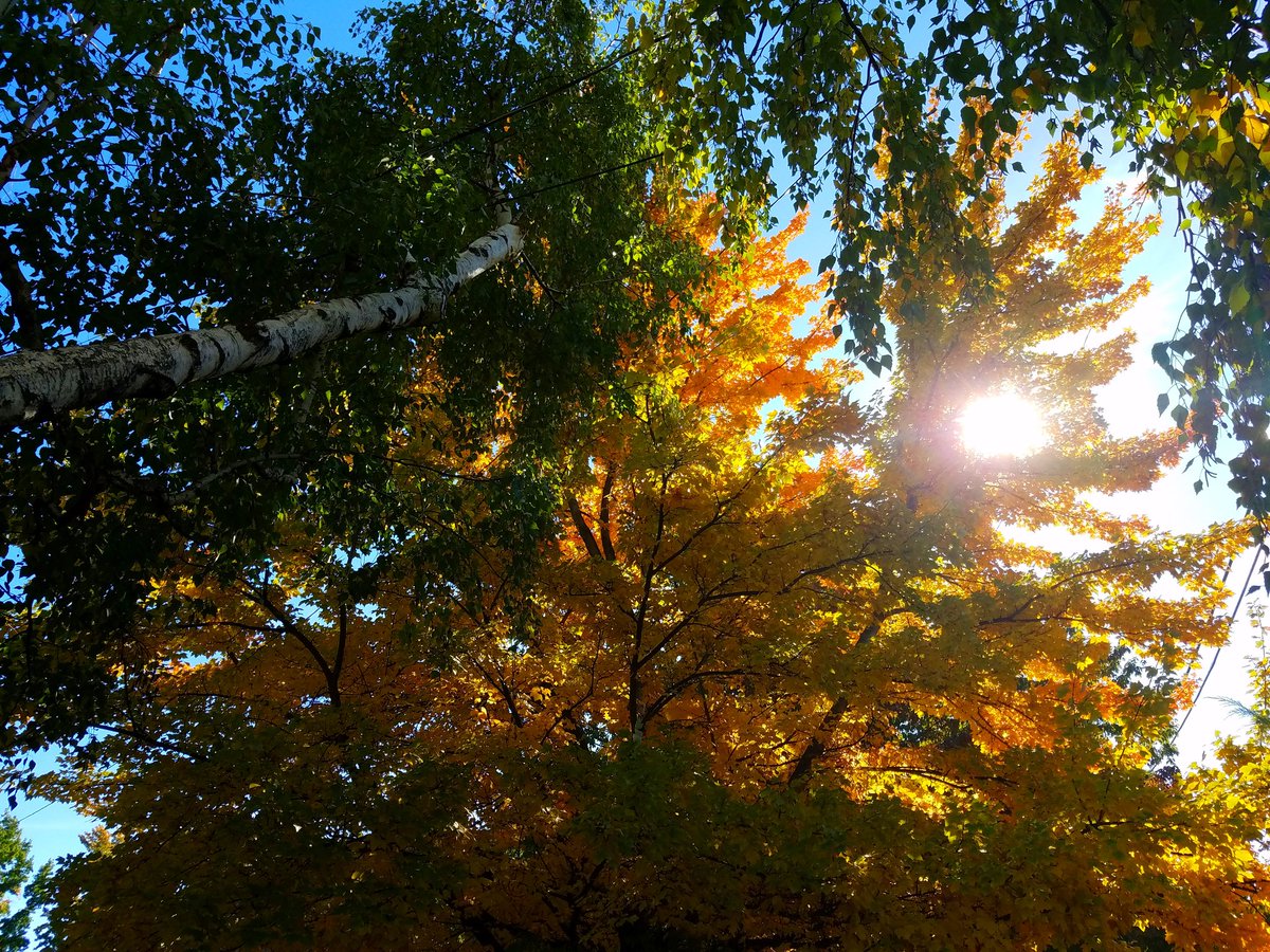 NapraforgoP's tweet photo. #Fall #WallaWalla #FallColors #WineCountryWA https://t.co/NzawOzMYyR