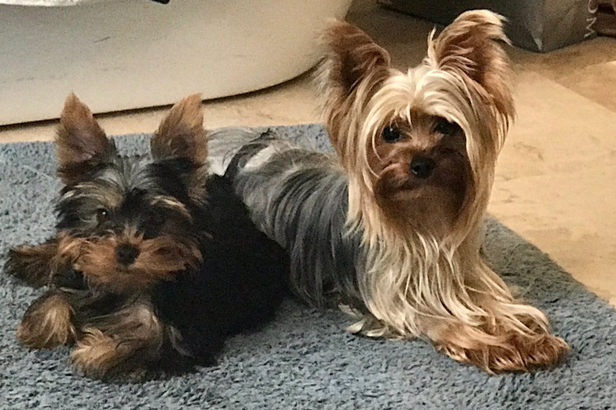 RogerJStoneJr's tweet photo. Mimi and PeeWee Stone- not Russian Agents. @StoneColdTruth https://t.co/eRlZvj2g5A