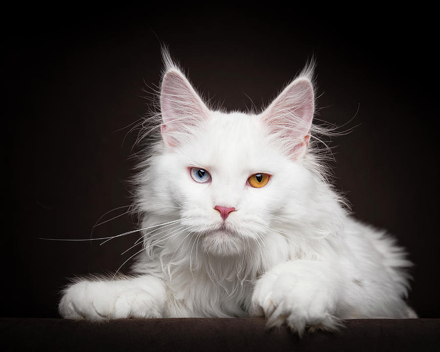 Белый мейкун. Мейн кун белый. Белая кошка Мейн кун. Мейн кун белый котенок. Мейн кун альбинос.