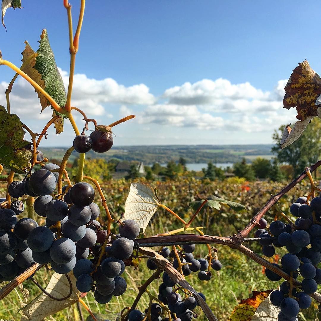 winetastingpath's tweet photo. #fallharvest #grapes #vinyard #keukalake #iloveny #view https://t.co/UfSeiYXkB4