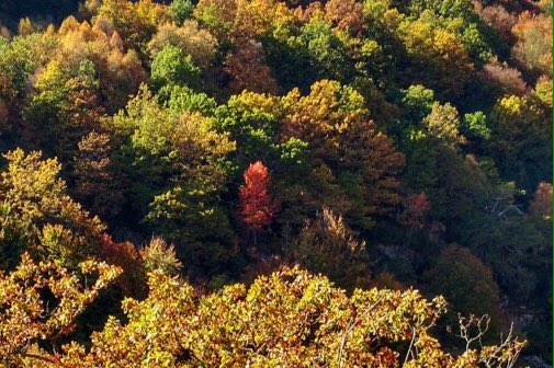 También en la naturaleza el rojo es mi color favorito. 
Disfrutando de Campoo, sus paisajes y sus gentes.