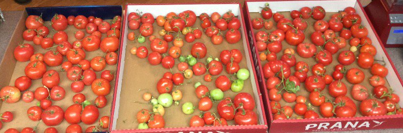 drjoend's tweet photo. More of the harvest ! Let the cooking begin🍅🍅👍😀👏#drjoend #urbangardenyyc #organictomatoes #growyourownfood #fcnm #wholefood https://t.co/8ZyTDJMhb7