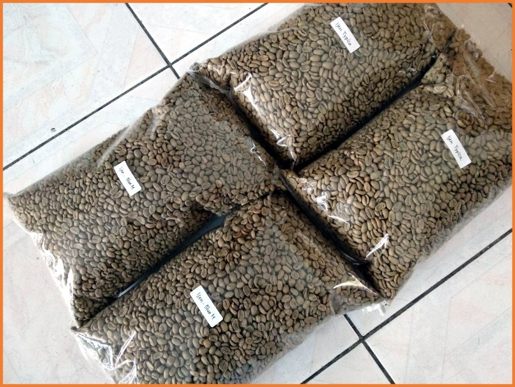 Goestono's tweet photo. Arabica typica adalah varian arabica awal yg dibawa Belanda ke Indonesia. Dan sebagian masih tersisa di kebun Gn Ijen.
#ACupOfJava https://t.co/LKtnwfhVOz