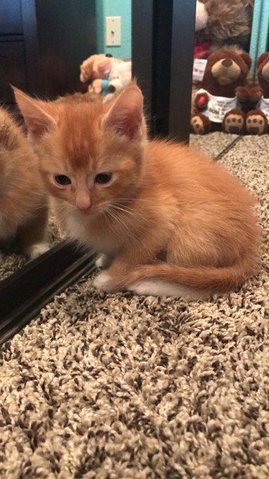 Name ideas??? It's actually a boy https://t.co/oCMAUzO9Vu