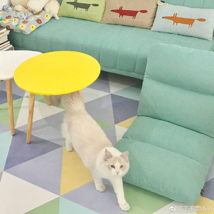 97Yuwen's tweet photo. 猫哥猫哥～要冬天啦～猫哥好暖和哟～猫哥不要那么冷漠啊～猫哥优雅优雅～🐈❤ https://t.co/tmG3PkfyGt
