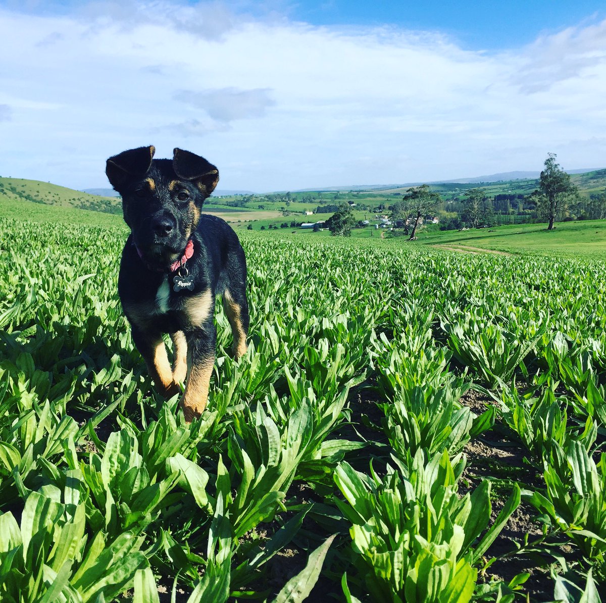 dwayneschubert's tweet photo. Spring has finally arrived in the #derwentvalley #tonicplantain #huntaway https://t.co/LgXlWqxYXX
