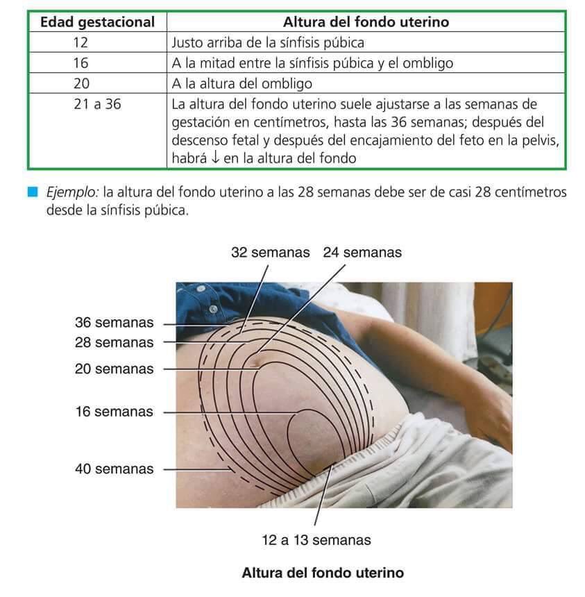 Get Fondo Uterino Edad Gestacional Background Dato Mapa