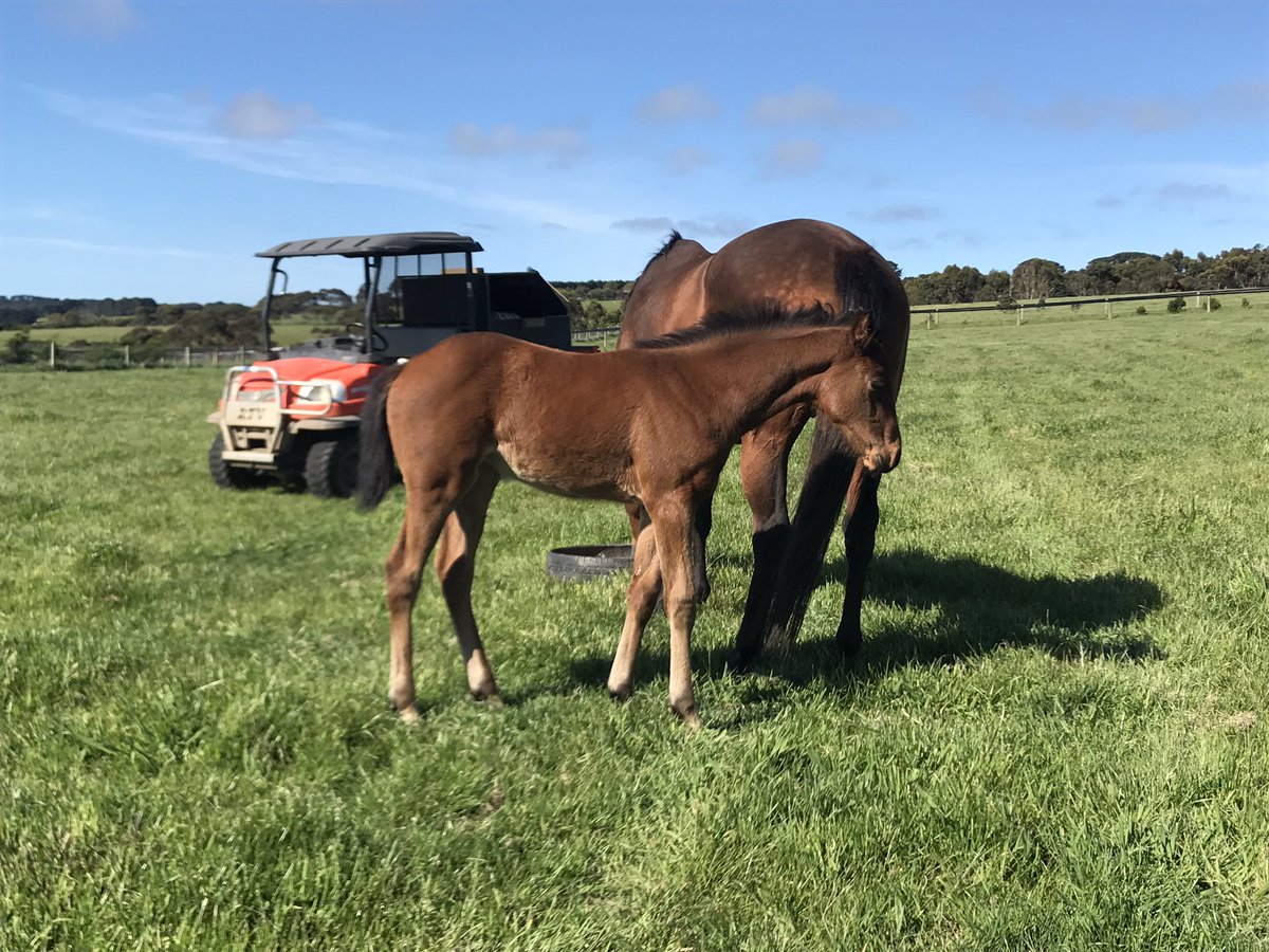 twobaysfarm's tweet photo. The consistency of the @ThreeBridges1 #Unemcumbered foals is amazing #stampingathleticism @vicbreeders https://t.co/inqpDb2Ahr