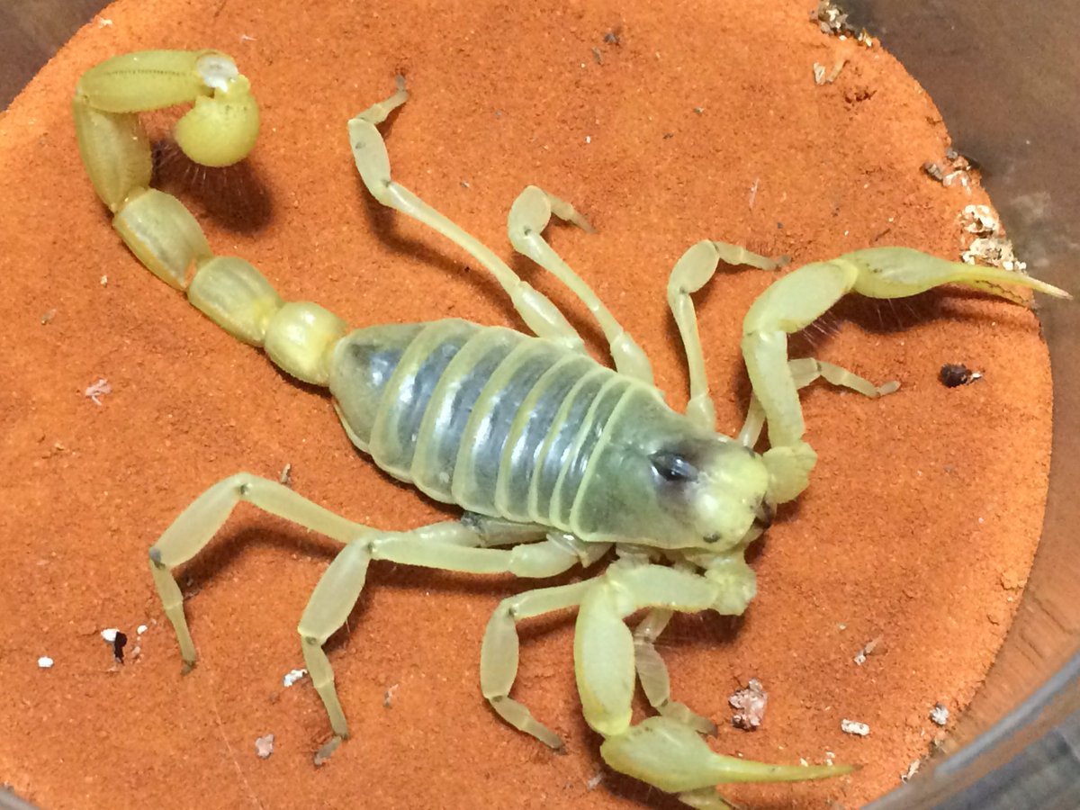 Arsenal ブロンドバック Hadrurus Arizonensis Pallidus 激レアデザートヘアリー入ってます Arsenal ブロンドバック Hadrurus Arizonensis Pallidus 激レアデザートヘアリー入ってます