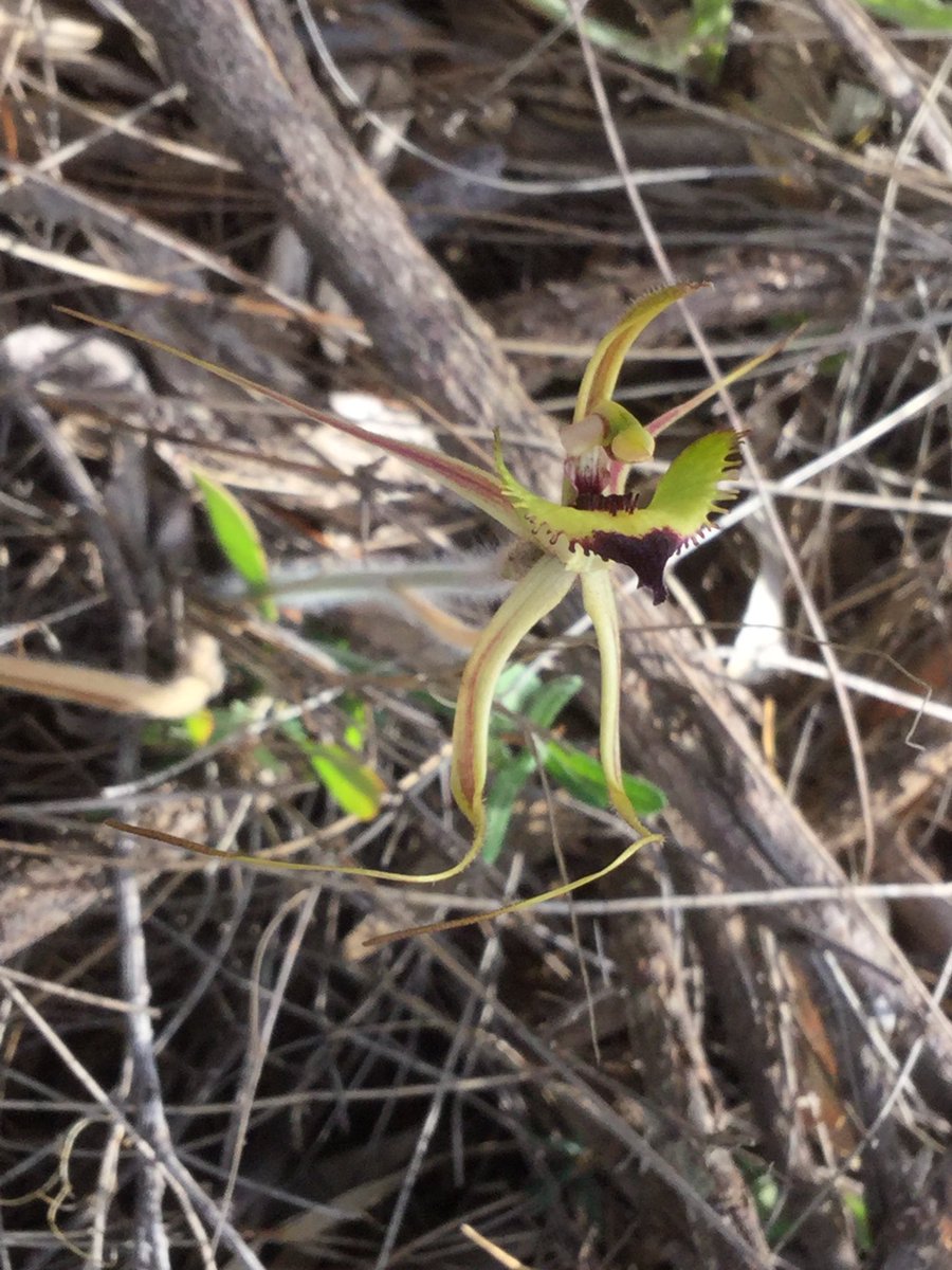 Finding some gorgeous orchids at #OswaldSargentReserve @Wheatbeltnrm #YorkBioblitz. This one Fringe Mantis Orchid Caladenia falcata