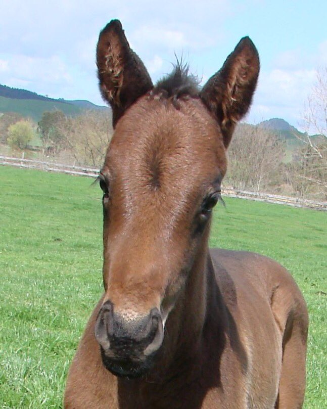 brighthillfarm's tweet photo. "When I grow up Im going to win the Gr1 1000 Guineas @Caulfield " #Azamour #perfectlyready @OTIRacing #TauwhareHills https://t.co/q0c6jwhgIi