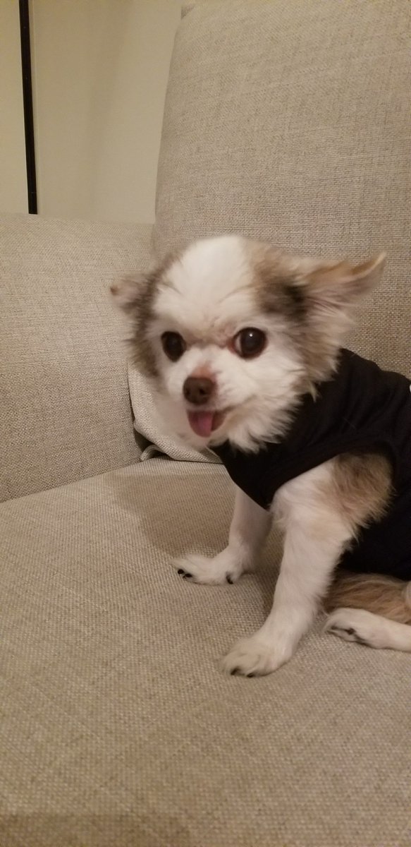 Mike_Austin_'s tweet photo. @OfficialLivePD @Sean_C_Larkin  Sticks number 1 fan! Jilly the Chihuahua! https://t.co/ocowezsyip