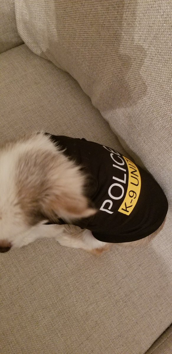 Mike_Austin_'s tweet photo. @OfficialLivePD @Sean_C_Larkin  Sticks number 1 fan! Jilly the Chihuahua! https://t.co/ocowezsyip