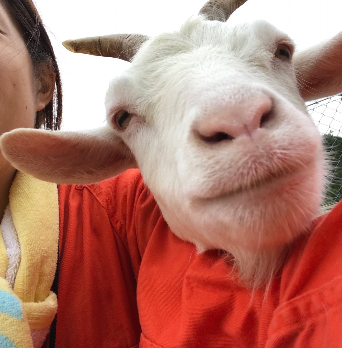Yagi_summit_19's tweet photo. おはようございます☀
ヤギサミットまであと21日🐐💕 https://t.co/YdayhsHcb3