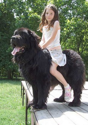 世界のワンちゃん図鑑 در توییتر ニューファンドランド カナダ原産の犬 がっしりとした力強い体つきに 垂れた耳がチャームポイントです 性格は優しく飼い主によく懐く子が 多いそうです