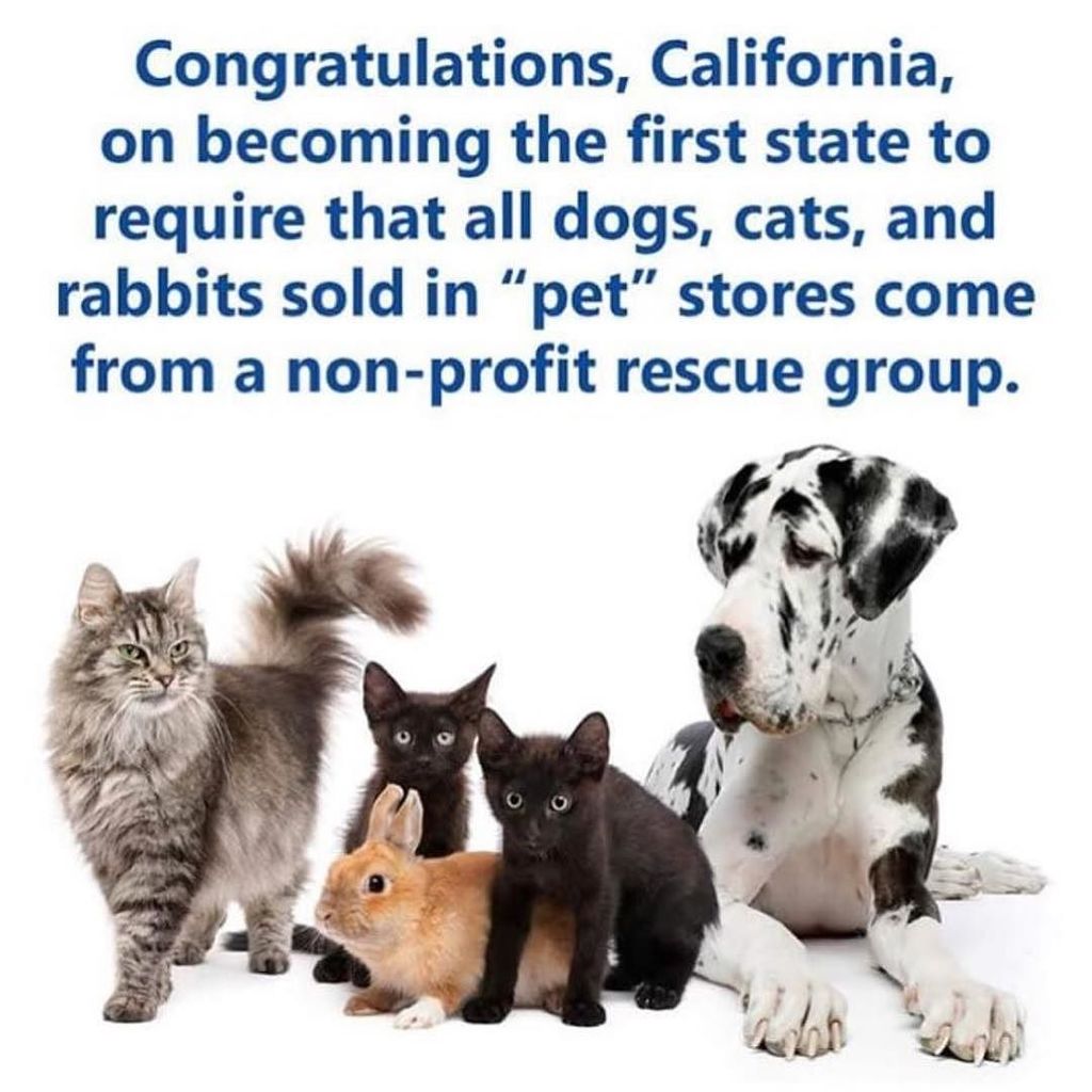 JacksonGalaxy's tweet photo. Wonderful news for the state of California! Governor Jerry Brown signed bill #AB485 into law, banning the sale of all mill-bred cats, dogs,… https://t.co/QeRpUQbnRZ