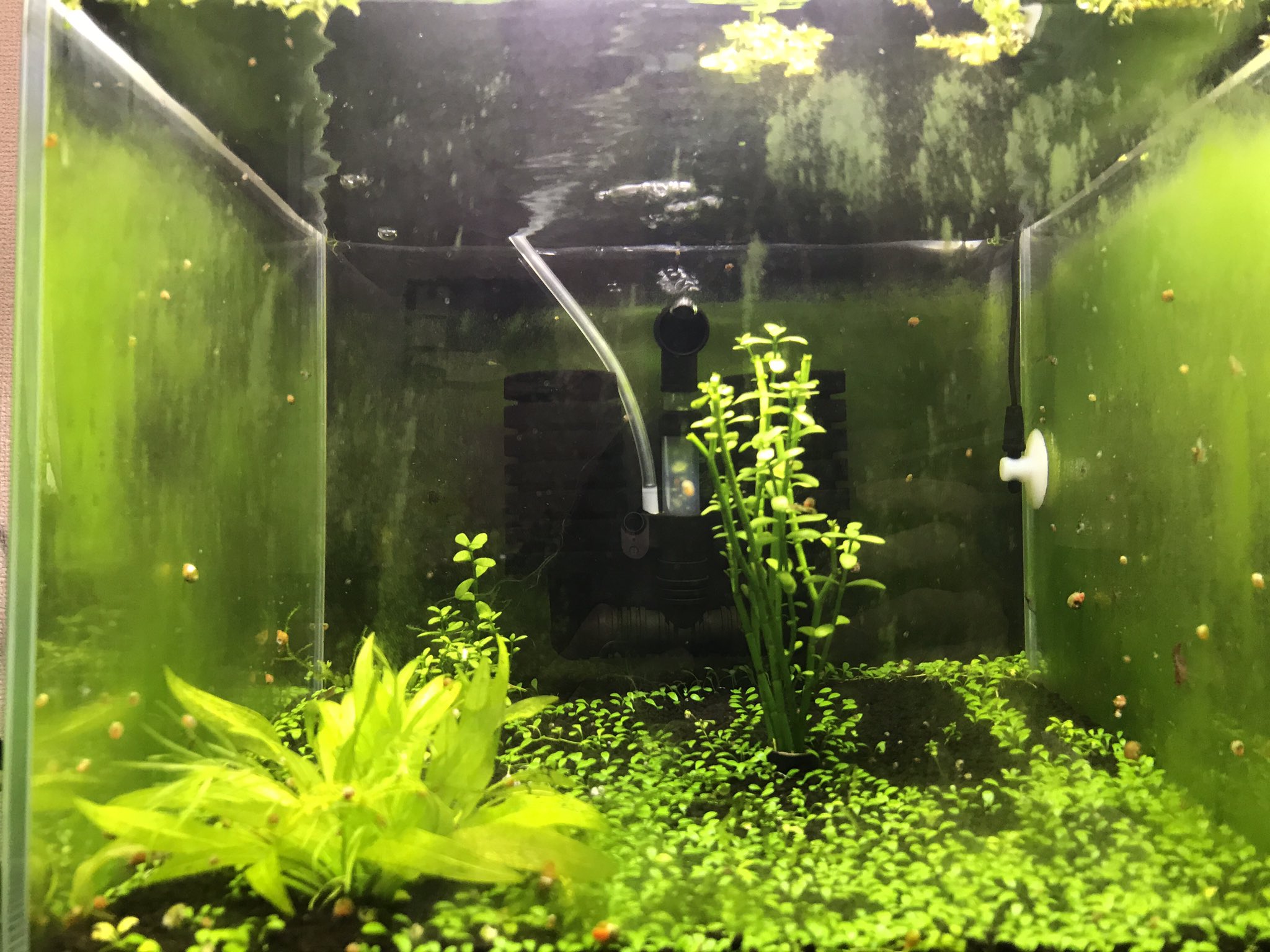 エビリウム アクアリウム垢 Twitterren 二酸化炭素入れてた頃の森感と 伐採して二酸化炭素やめた後の ビフォーアフター 生態が少ないからか 水槽が苔まみれ アクアリウム 水草 T Co Zeannds9du Twitter