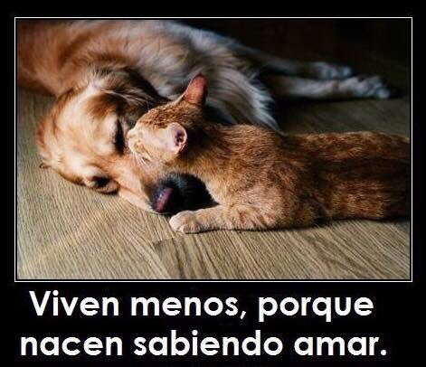 PetsWorldMag's tweet photo. Viven menos, porque nacen sabiendo amar 😍

#PetsWorldMagazine #RevistaDeMascotas #Panama #Mascotas #MascotasPanama #MascotasPty #PetsMag https://t.co/q5Kf0S1tlL