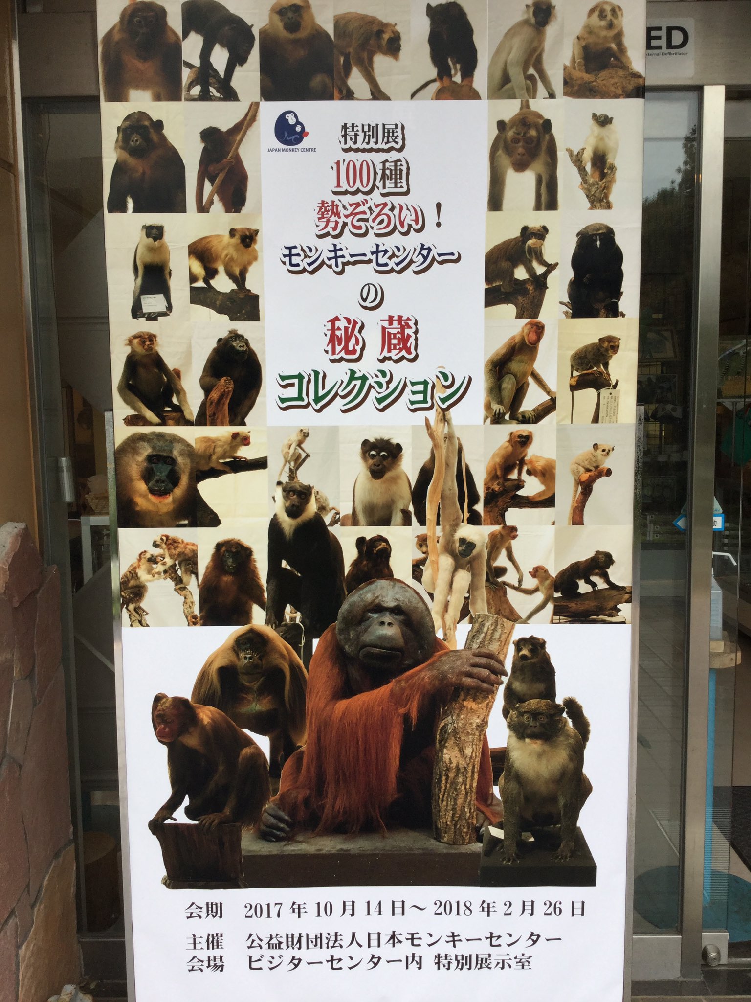 高品質　ベルベットモンキー 全身剥製 ★ A 高品質 ベルベットモンキー 全身剥製 A