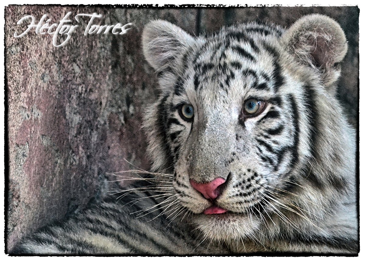 hectortorresa's tweet photo. Hoy tuve la oportunidad de visitar el @ZooIrapuato 
y con estas caras me encontré...📷

🐻🐒🐱🐯 https://t.co/uEBd7UXYDb
