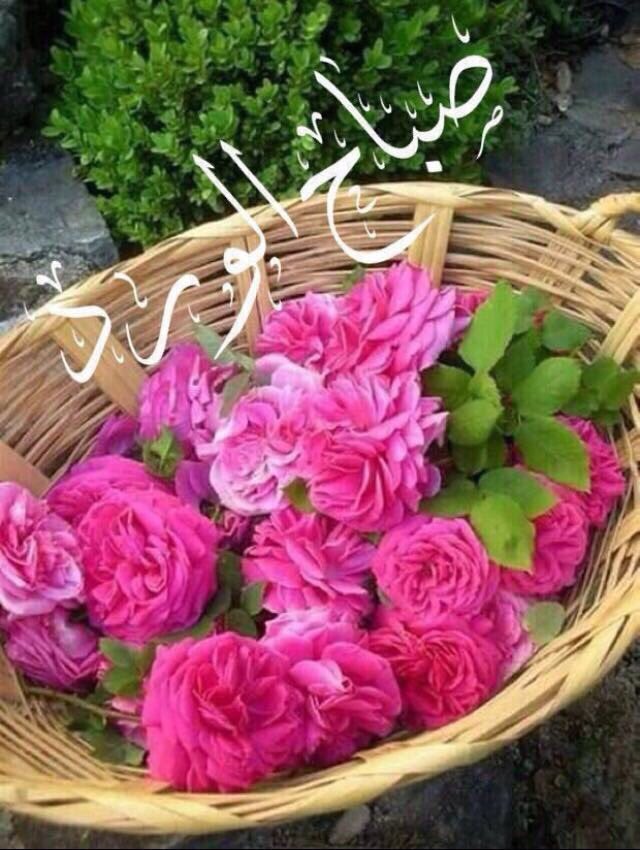 reeem32181's tweet photo. @nonono1439 صباح الورد https://t.co/dwHh1Fhi1Y