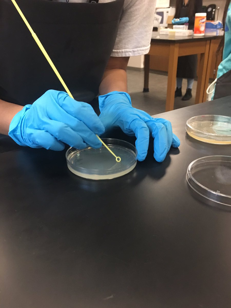 sgarciacshs's tweet photo. This week in Adv Biotech....Ss tested to see what temp Ecoli & Yeast like best ! Learned to Z streak! #purplescience. #cshstogether. https://t.co/vt2KtLkLCp