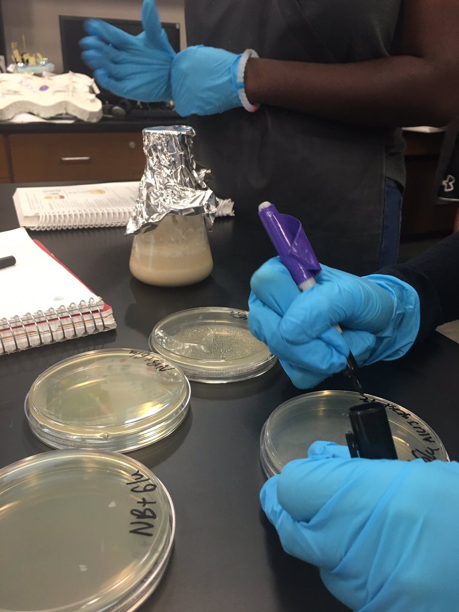 sgarciacshs's tweet photo. This week in Adv Biotech....Ss tested to see what temp Ecoli & Yeast like best ! Learned to Z streak! #purplescience. #cshstogether. https://t.co/vt2KtLkLCp