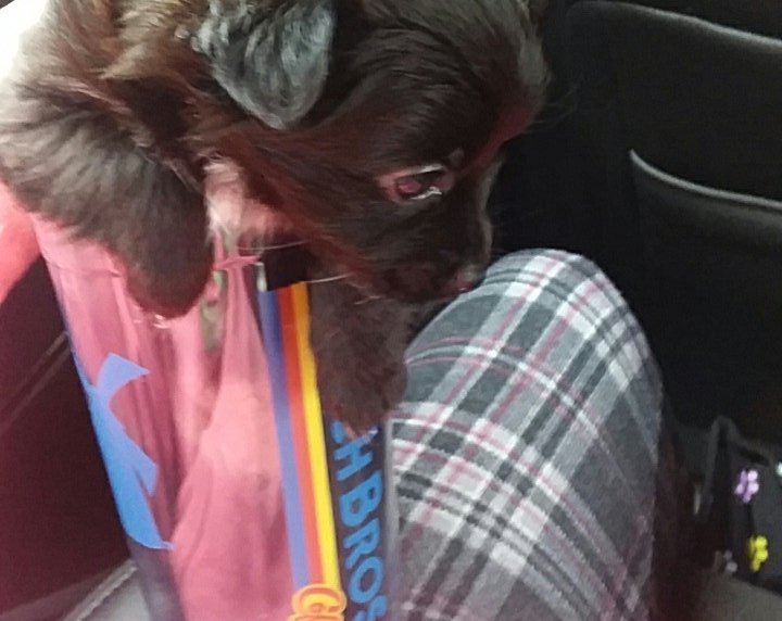 dythbane's tweet image. for all you not knowing why i been on i been busy with a puppy