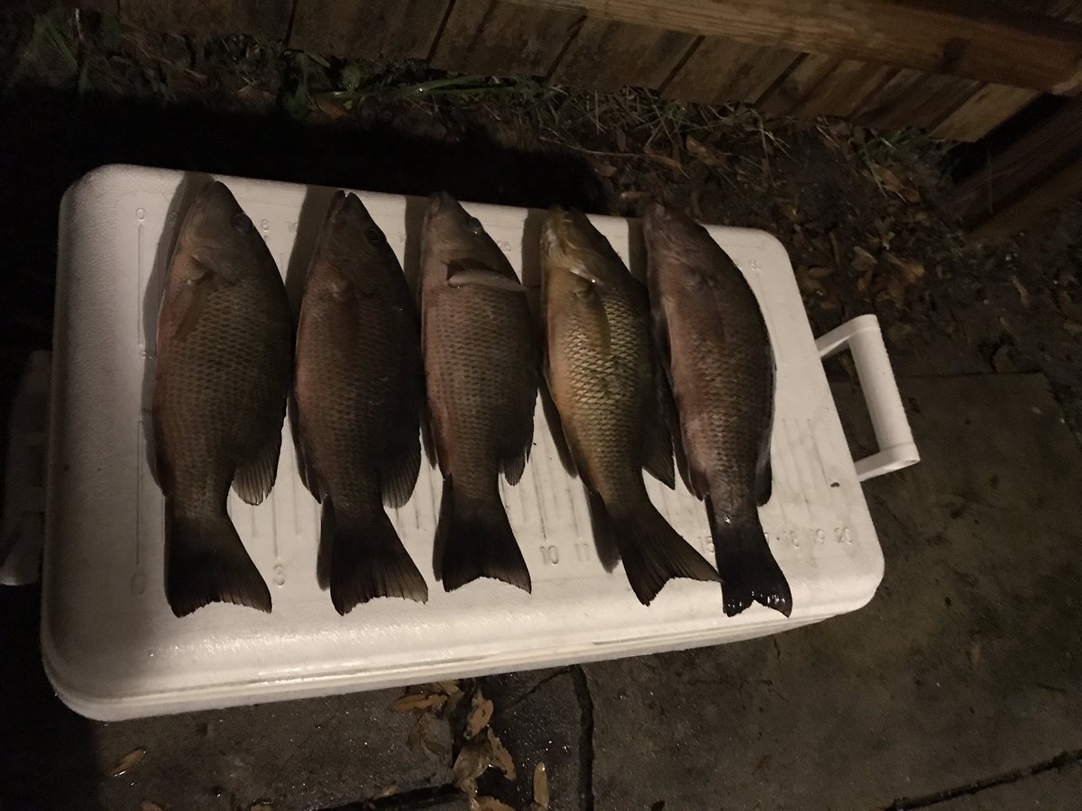 MorganMay3's tweet photo. #MangroveSnapper #GreySnapper #Fishing #Florida Caught on live pilchards and pinfish https://t.co/HBLtVY2zkI