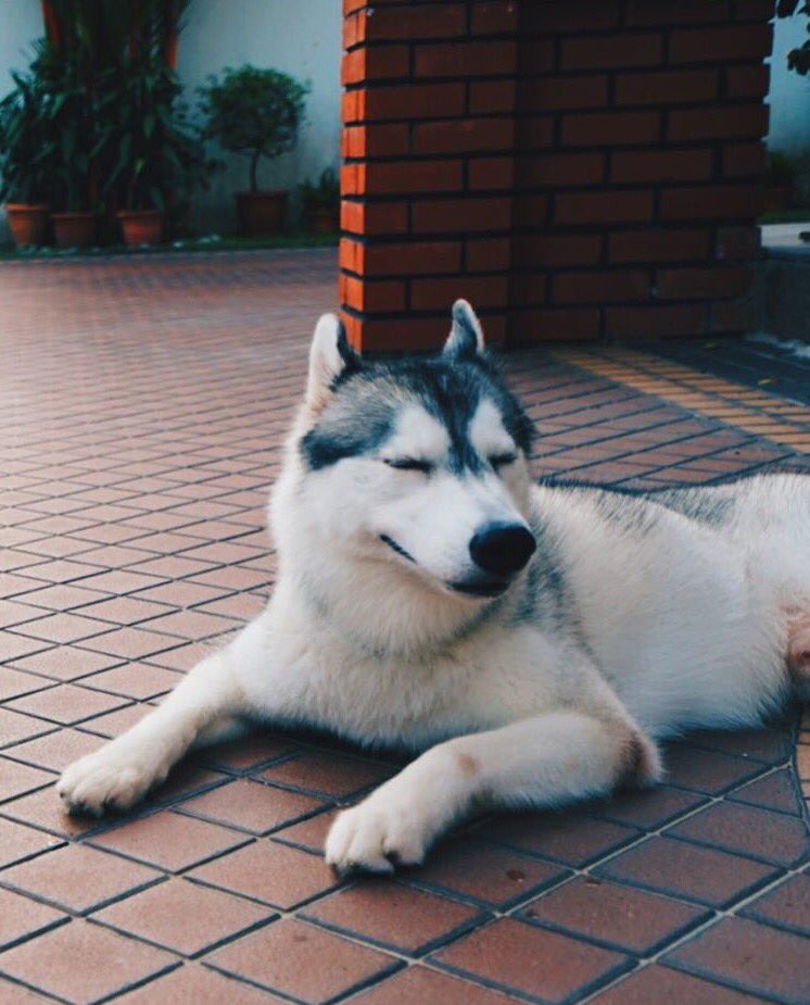 gracker99's tweet image. Over imagination 🐩🐕 #husky #vscocam #mylovelydog
